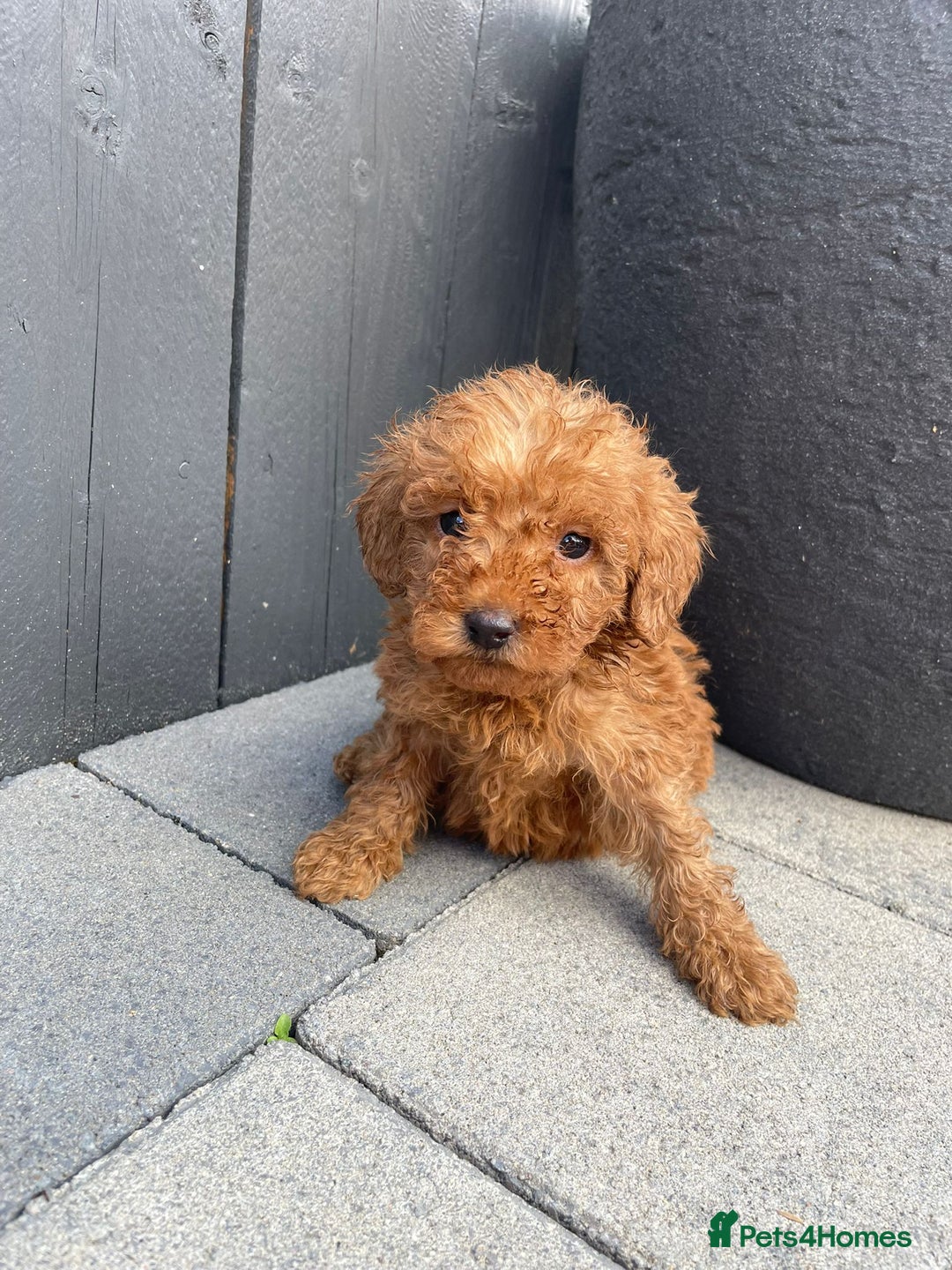 Labradoodle dogs for sale: F1b fox red labradoodle  - Image 6