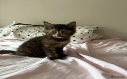 Domestic Shorthair cats for sale: 2 kittens looking for their new home  - Image 2