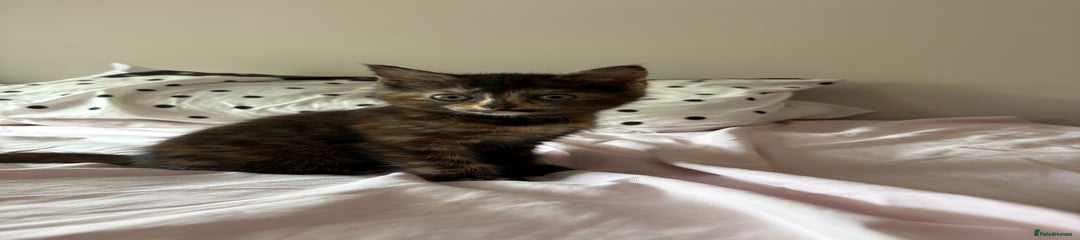 Domestic Shorthair Kitten 2