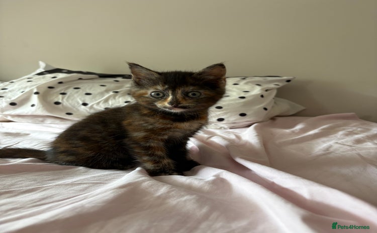 Domestic Shorthair cats - Advert 19