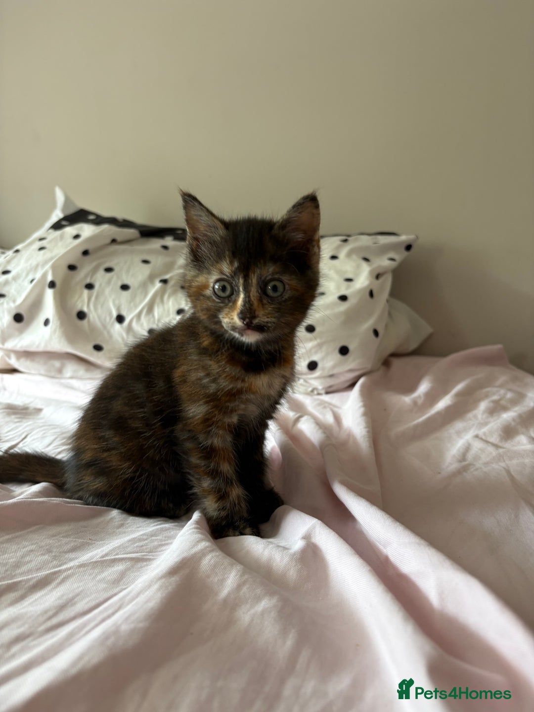 Domestic Shorthair cats for sale: 2 kittens looking for their new home  - Image 2
