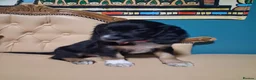 Cocker Spaniel dogs for sale: READY TO LEAVE 3 lovely kc working cocker spaniels - Advert 11