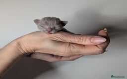 Devon Rex cats for sale: Blue & Lilac Devon Rex Kittens Taking Reservations - Image 1