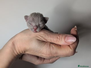 Devon Rex cats - Advert 18