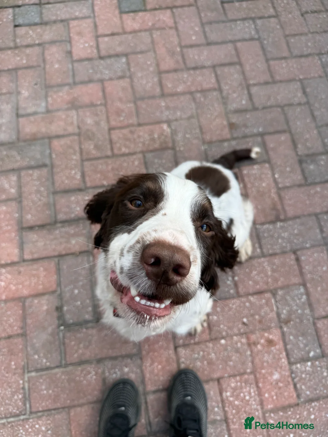 English Springer Spaniel dogs for sale: 19 Month Old Springer Spaniel in Leicester - Advert 1