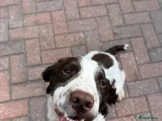 English Springer Spaniel dogs 19 Month Old Springer Spaniel - Advert 13