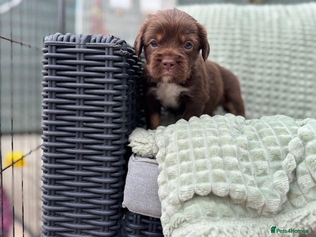 Mixed Breed dogs for sale: French Bulldog x English springer spaniel pups  - Image 10