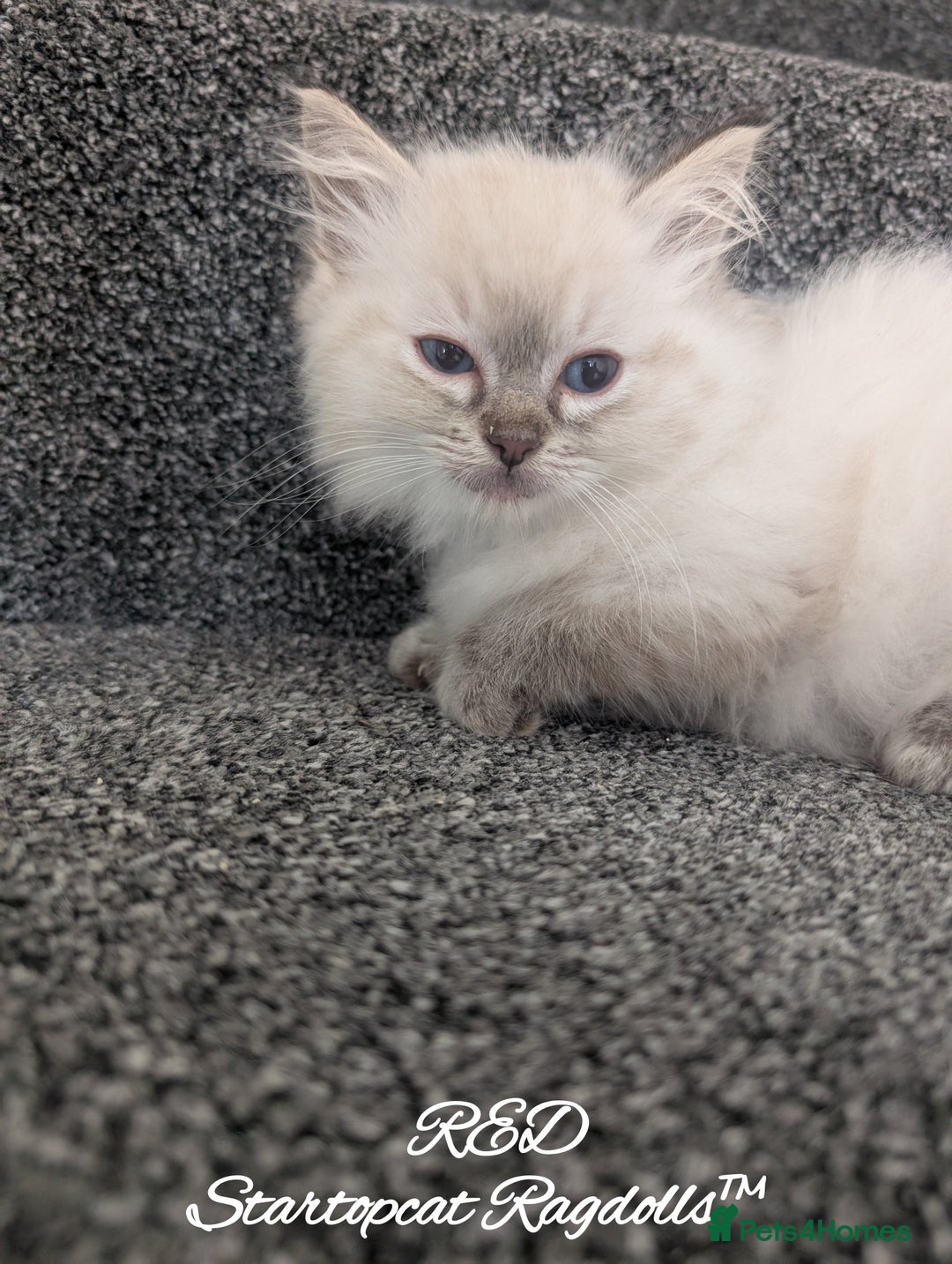 Ragdoll cats for sale: GCCF Pedigree Ragdoll Kittens Champion Lines - Advert 24