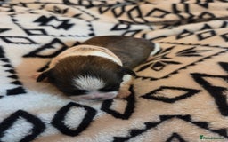 Shih Tzu dogs for sale: 5 stunning kc registered shih tzu pups - Image 8
