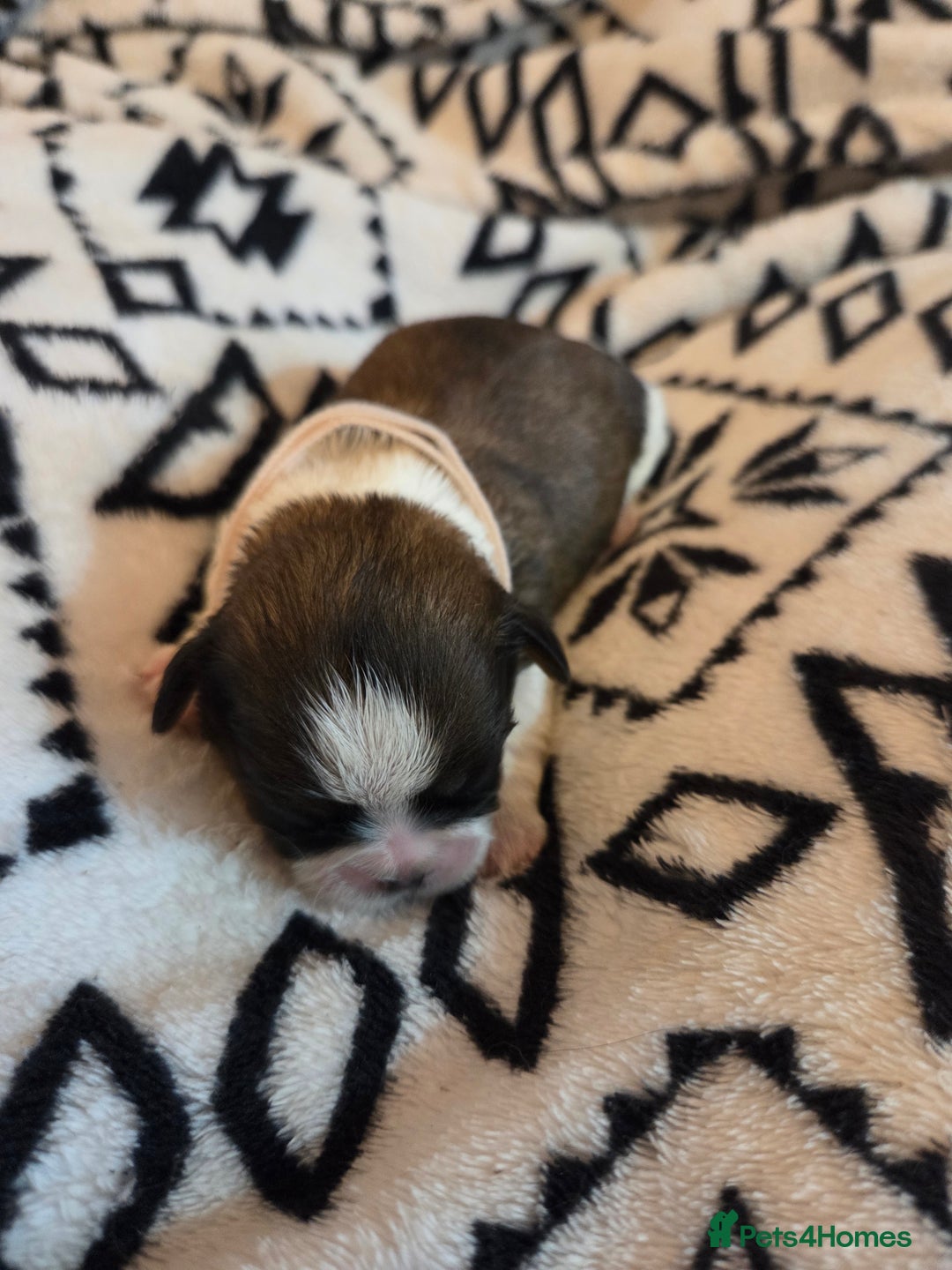 Shih Tzu dogs for sale: 5 stunning kc registered shih tzu pups - Image 8