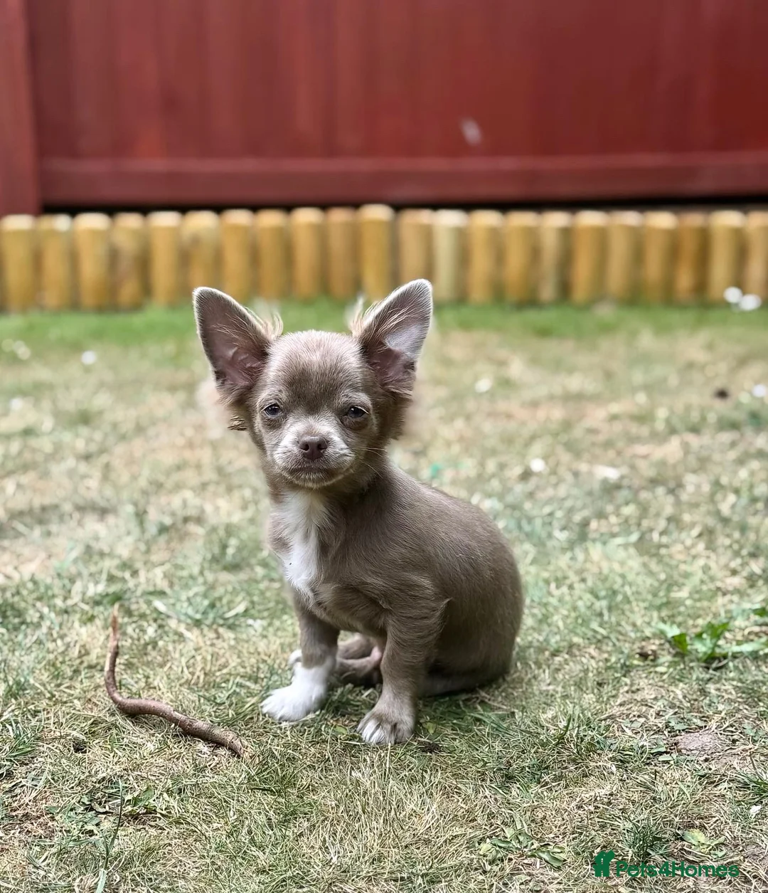 Chihuahua dogs for sale: KC solid lilac Chihuahua boy - 12 months old.  - Advert 2