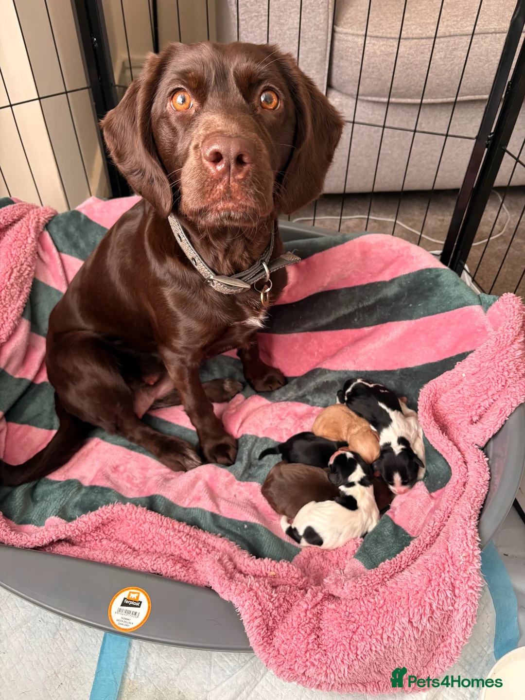 Cockerdor dogs for sale: Litter of Cockerdors  - Advert 1
