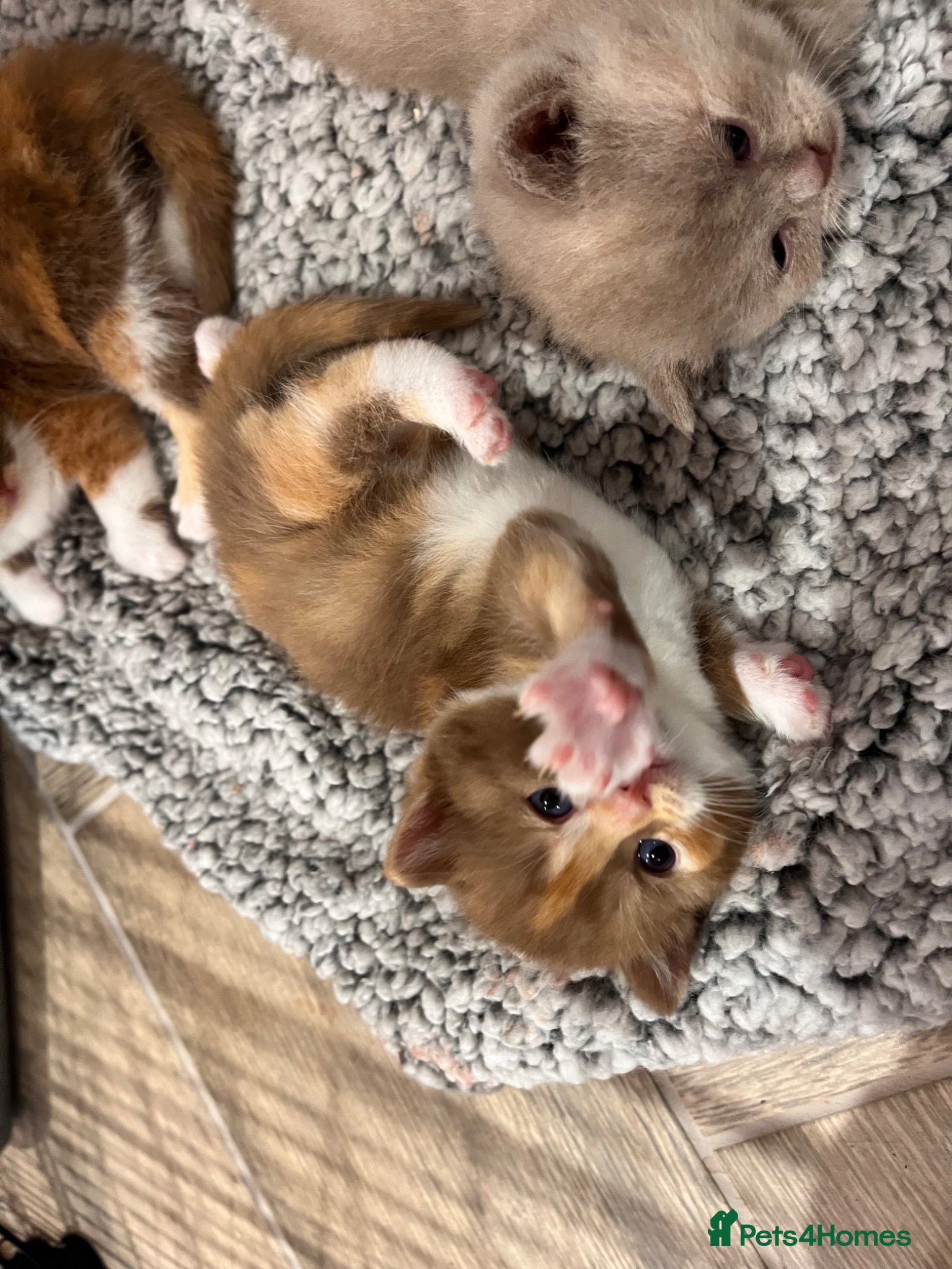 British Shorthair cats for sale: 🏆Gccf Cinnamon tortie Fawn Red bi colour 🏆 - Advert 13