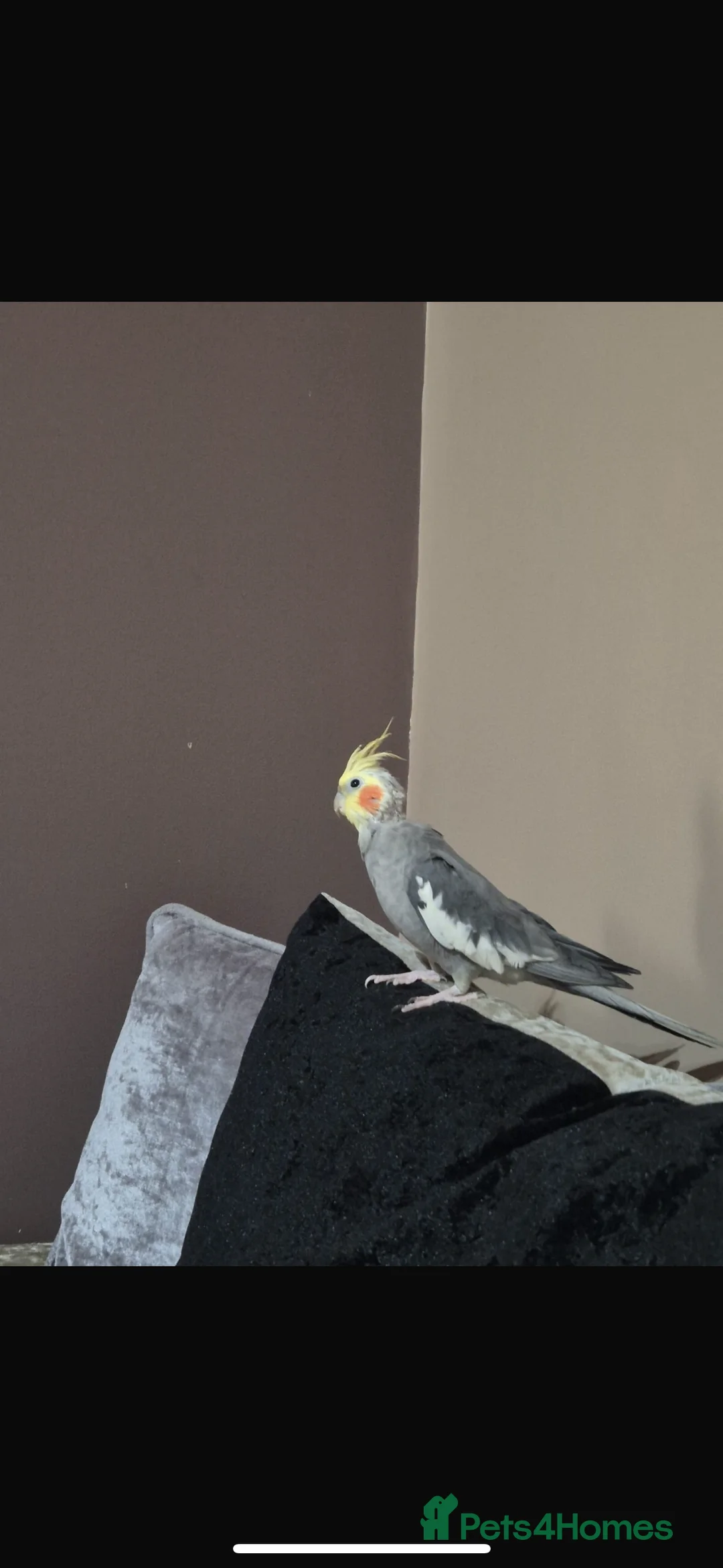 Cockatiels birds for sale: 2 Cockatiels for sale  - Advert 2