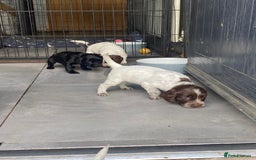 Sprocker dogs for sale: Sprocker puppies  - Image 15