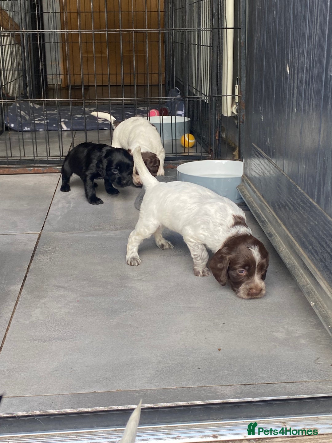 Sprocker dogs for sale: Sprocker puppies  - Image 15