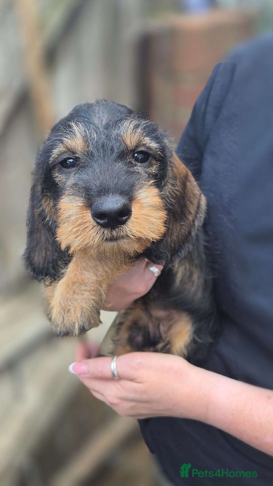 Dachshund dogs Standard Wirehaired Dachshund  - Advert 5