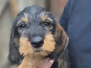 Dachshund dogs Standard Wirehaired Dachshund - Advert 5