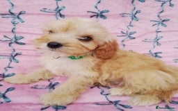 Cavapoo dogs for sale: Exceptional cavapoo puppies  - Image 18