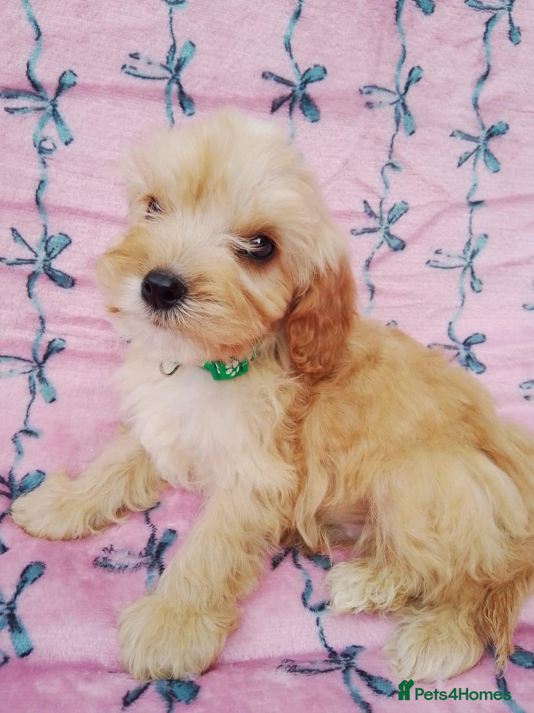 Cavapoo dogs for sale: Exceptional cavapoo puppies  - Image 18