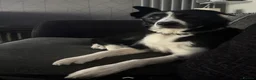 Smooth Collie dogs for sale: New Home Needed! Please Read Description!! in Wisbech - Advert 4