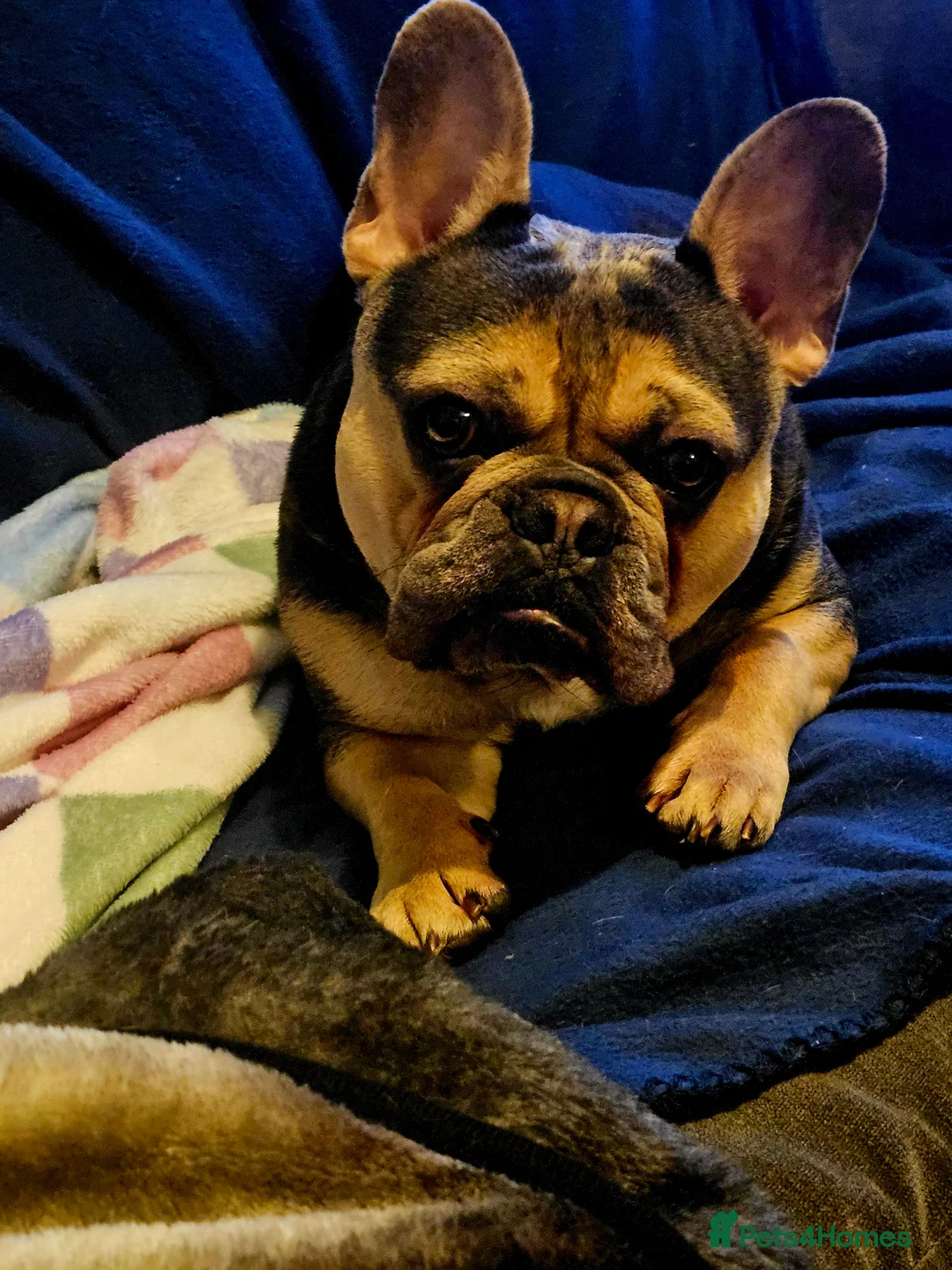 French Bulldog dogs for sale: French bulldog for sale  - Advert 9