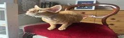 Devon Rex cats for sale: 🐾 Mother and son cats looking for a loving home  in Ramsgate - Advert 10