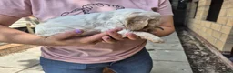 Cocker Spaniel dogs for sale: KC registered show type cocker spaniels  - Advert 22