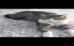 British Shorthair cats for sale: Male Kitten for sale! - Image 1