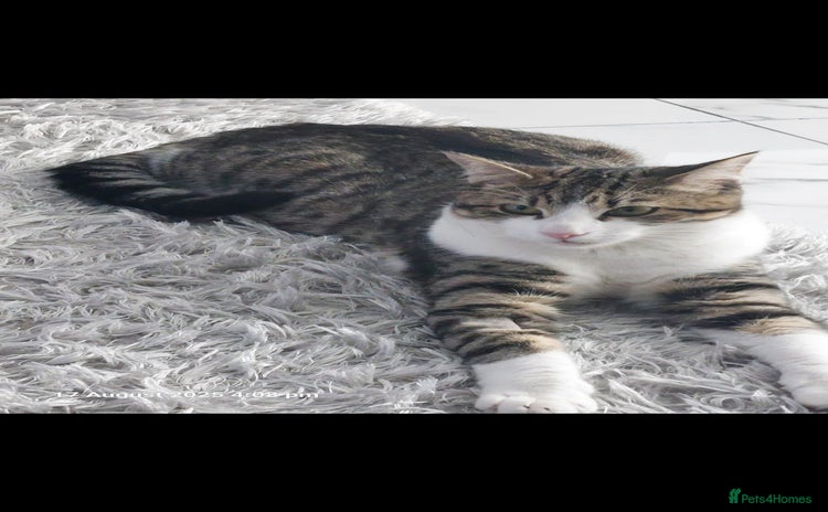British Shorthair cats - Advert 8