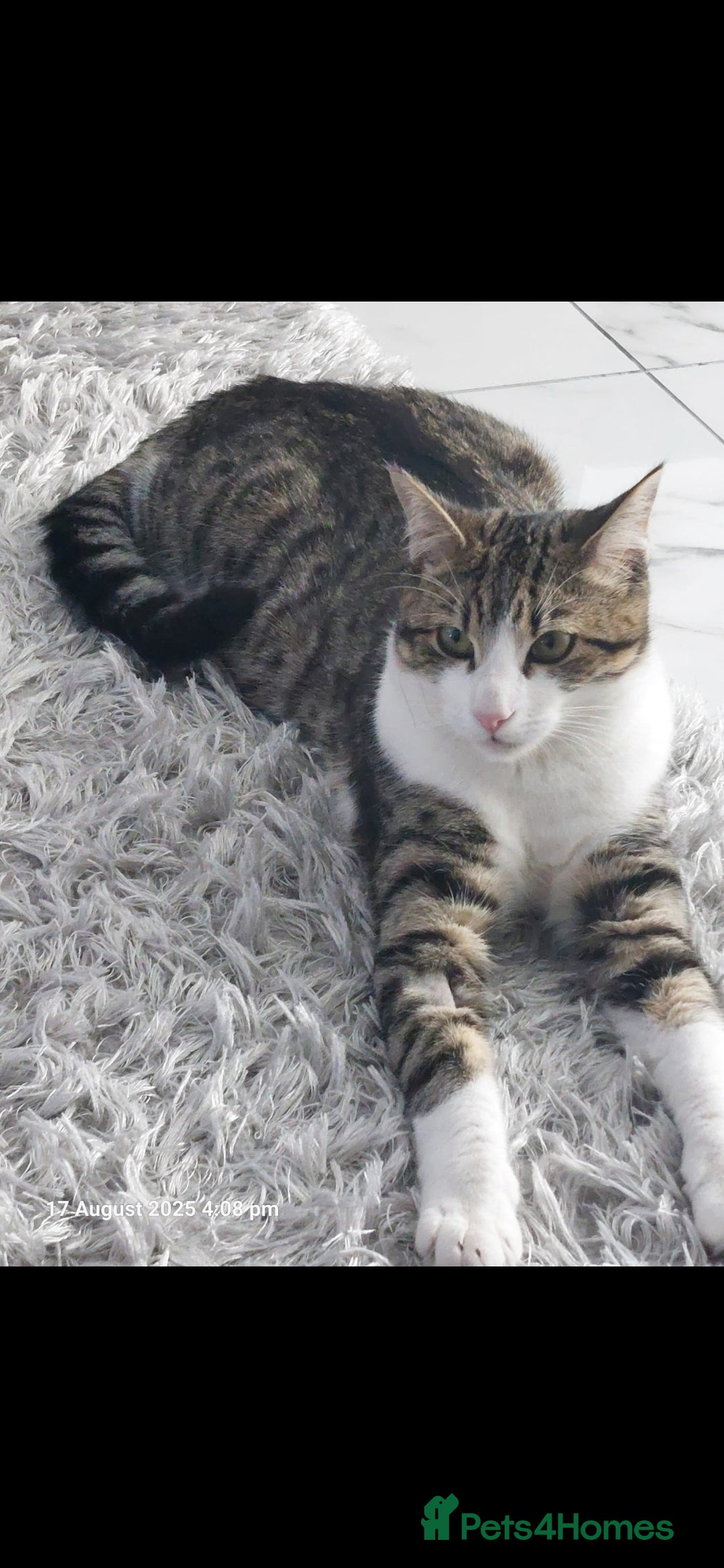 British Shorthair cats for sale: Male Kitten for sale! - Image 1