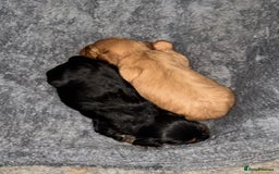 Cavalier King Charles Spaniel dogs for sale: 2 stunning little girls ready next week - Image 13