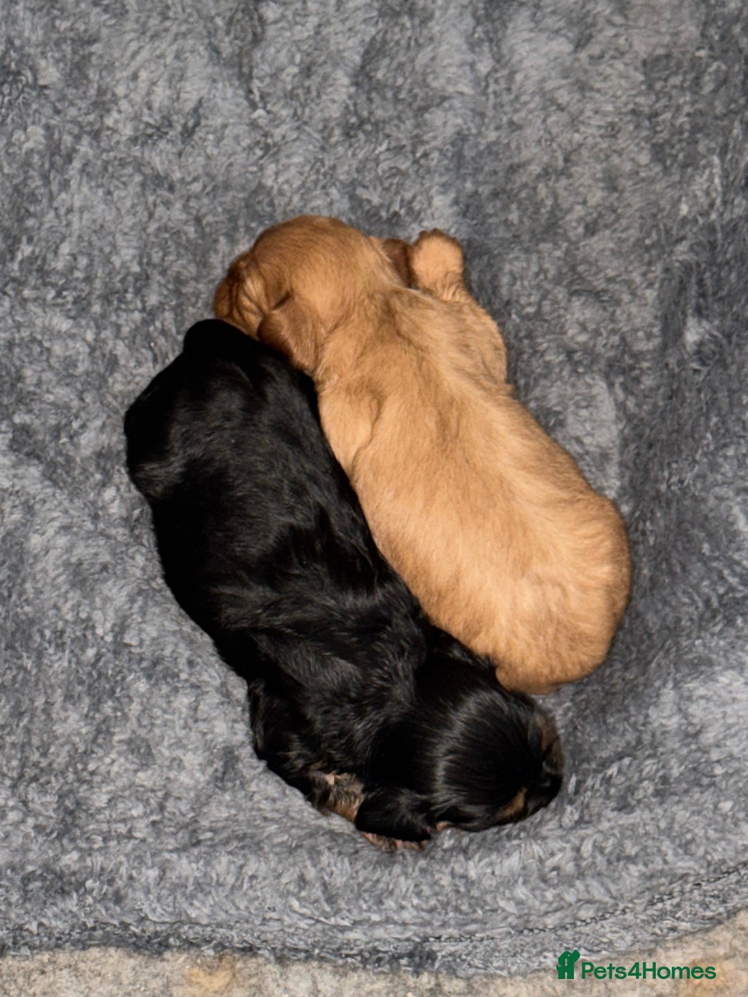 Cavalier King Charles Spaniel dogs for sale: 2 stunning little girls ready next week - Image 13