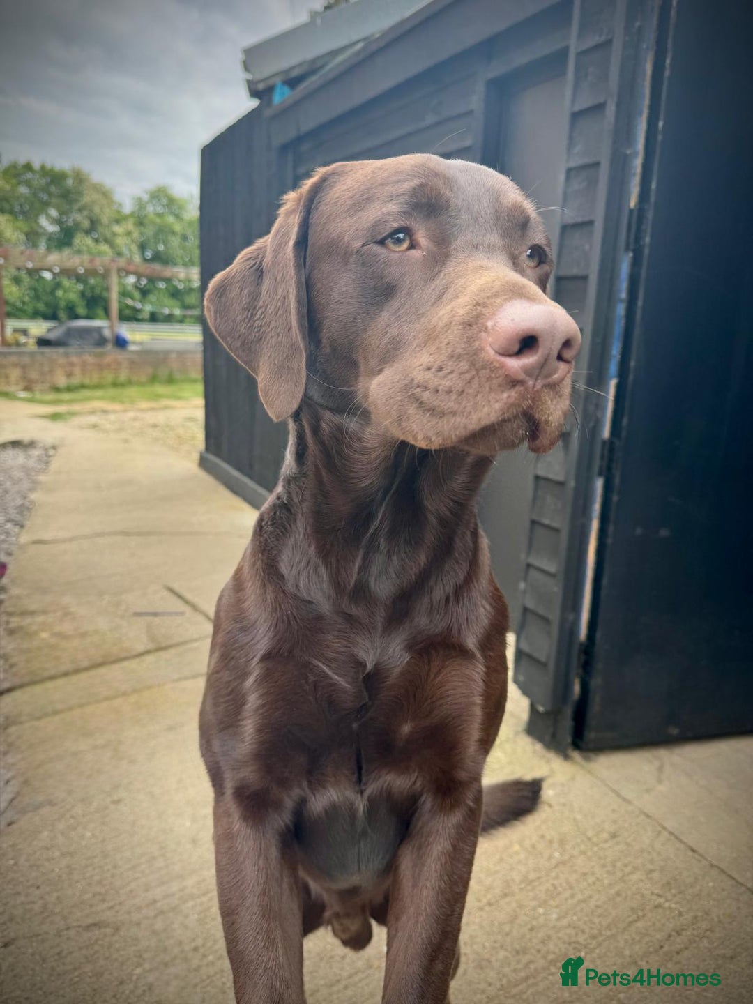 Labrador Retriever dogs for sale: Labrador Puppies Chocolate & Golden For Sale - Advert 17