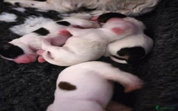 Mixed Breed dogs for sale: Gorgeous pups 🤩 ( cocker Bassett x Shichon ) - Image 10