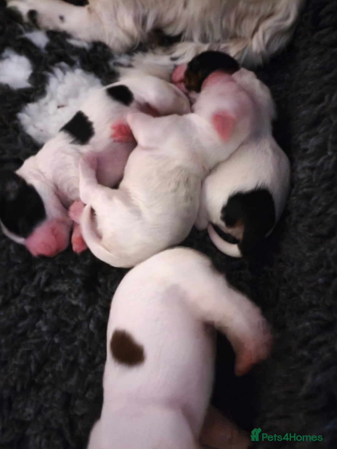 Mixed Breed dogs for sale: Gorgeous pups 🤩 ( cocker Bassett x Shichon ) - Image 10