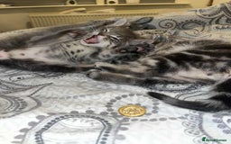 Domestic Shorthair cats for sale: Beautiful boys for sale  - Image 15