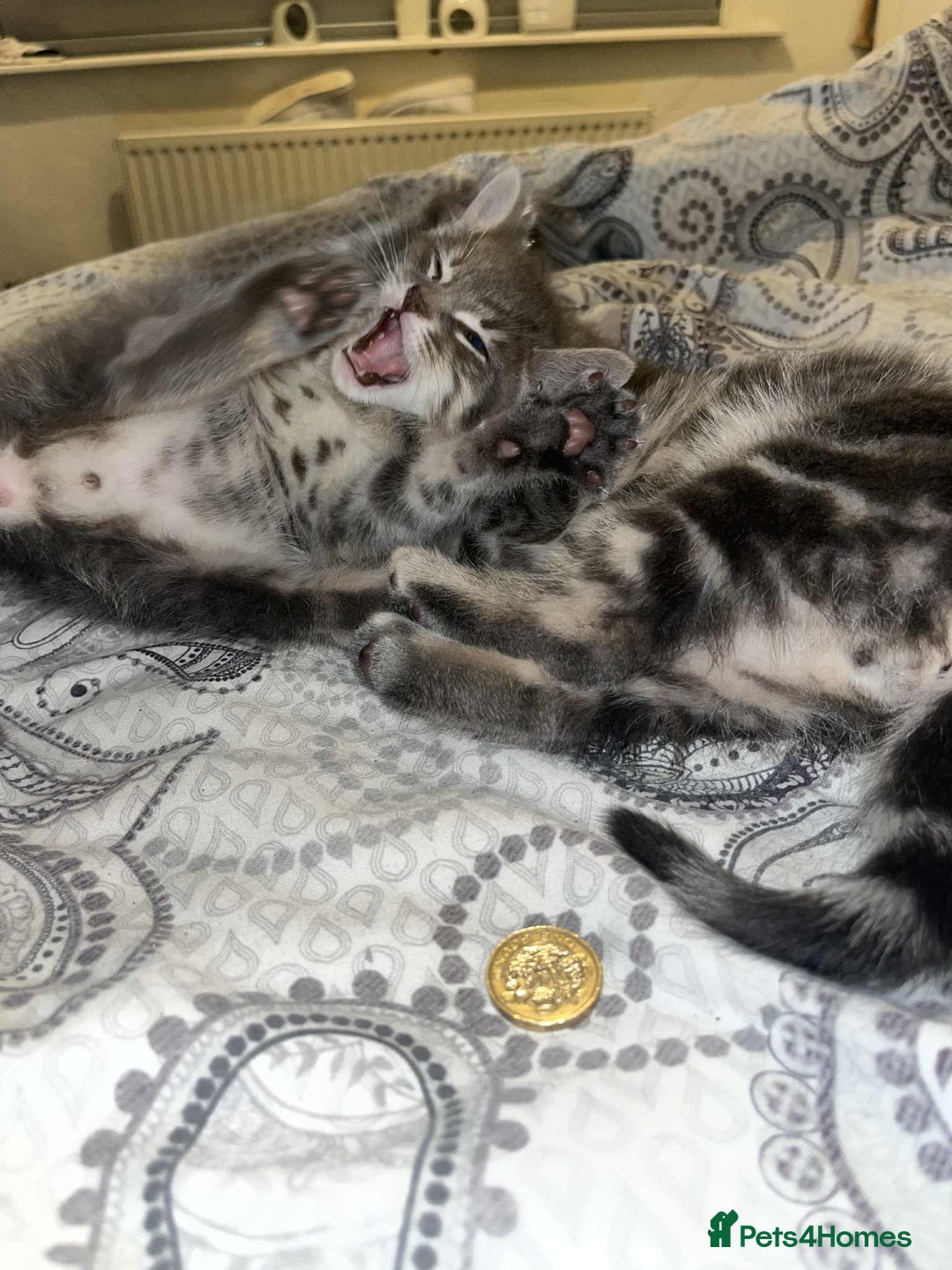 Domestic Shorthair cats for sale: Beautiful boys for sale  - Image 15