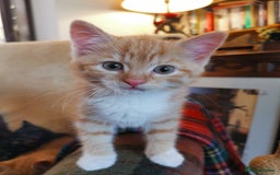 Mixed Breed cats for sale: Ginger heaven - Image 6