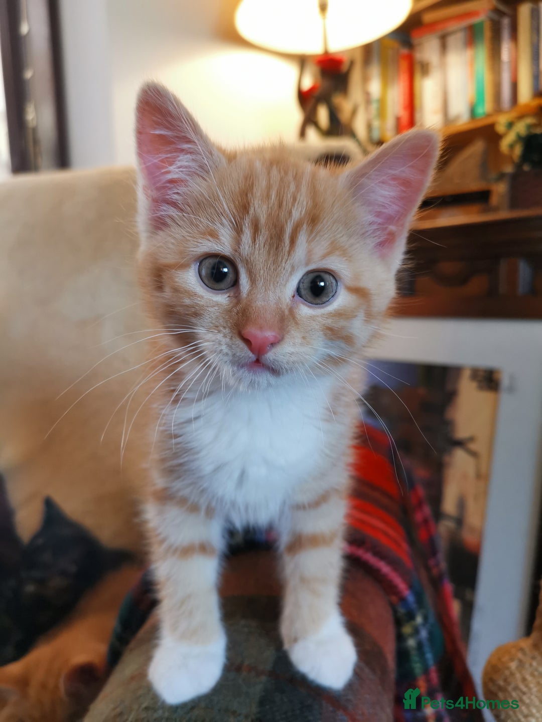 Mixed Breed cats for sale: Ginger heaven - Image 6