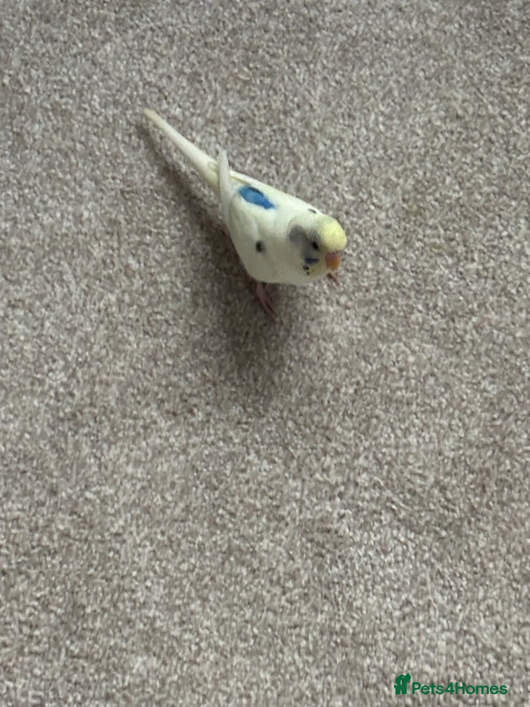 Budgerigars birds for sale: Unique Male Budgie - Advert 2