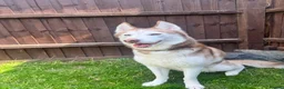 Siberian Husky dogs for sale: 5 Year Old Female Husky - Advert 1