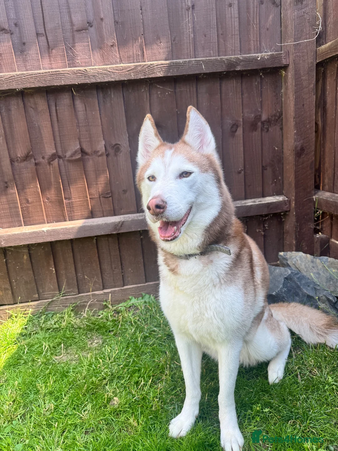 Siberian Husky dogs for sale: 5 Year Old Female Husky - Advert 1