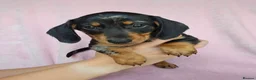 Miniature Dachshund dogs for sale: Affectionate Smooth Coat Miniature Dachshunds. - Advert 6
