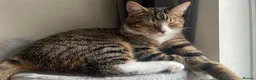 Mixed Breed cats for sale: Lovely 5 month old male kitten  - Advert 5