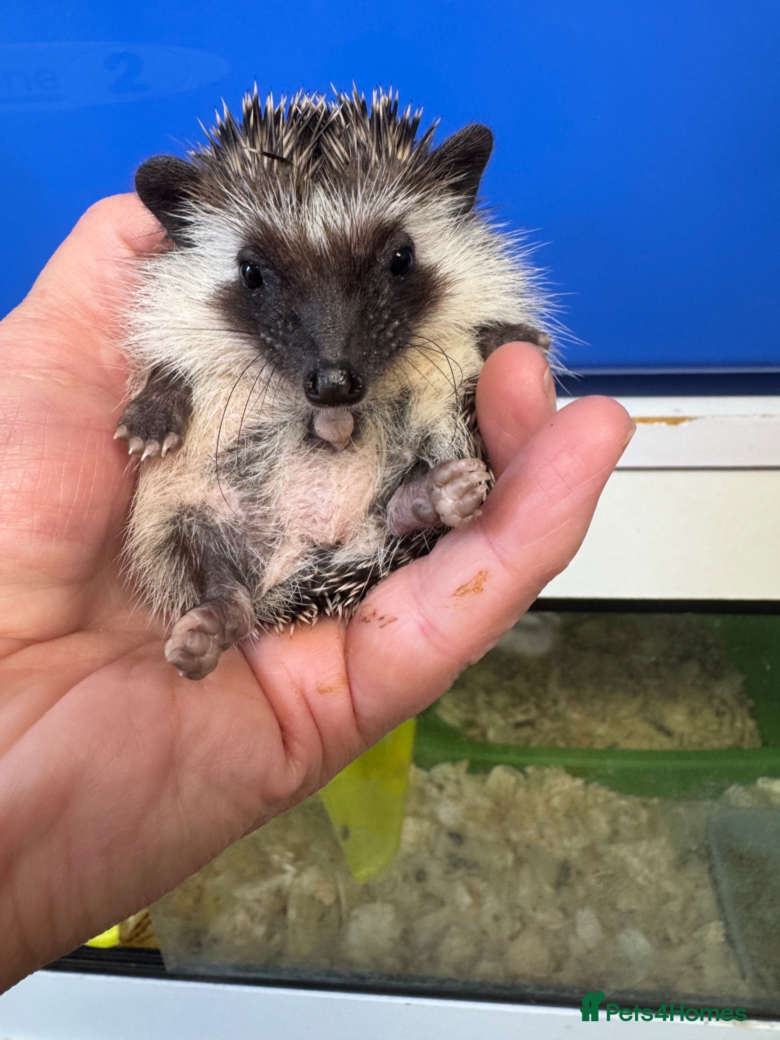 Pygmy Hedgehog rodents 9 wk baby boy seeks 5* home / v friendly  - Advert 1