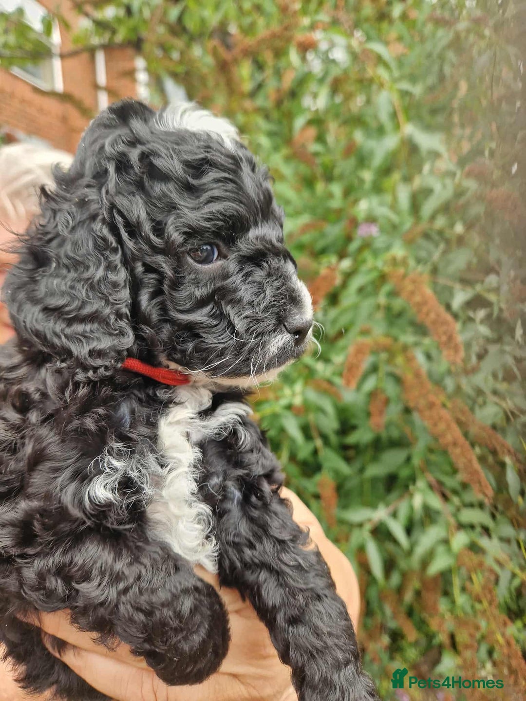 Cockapoo dogs for sale: 5 STAR FULLY DNA HEALTH TESTED F1B COCKAPOOS - Image 22