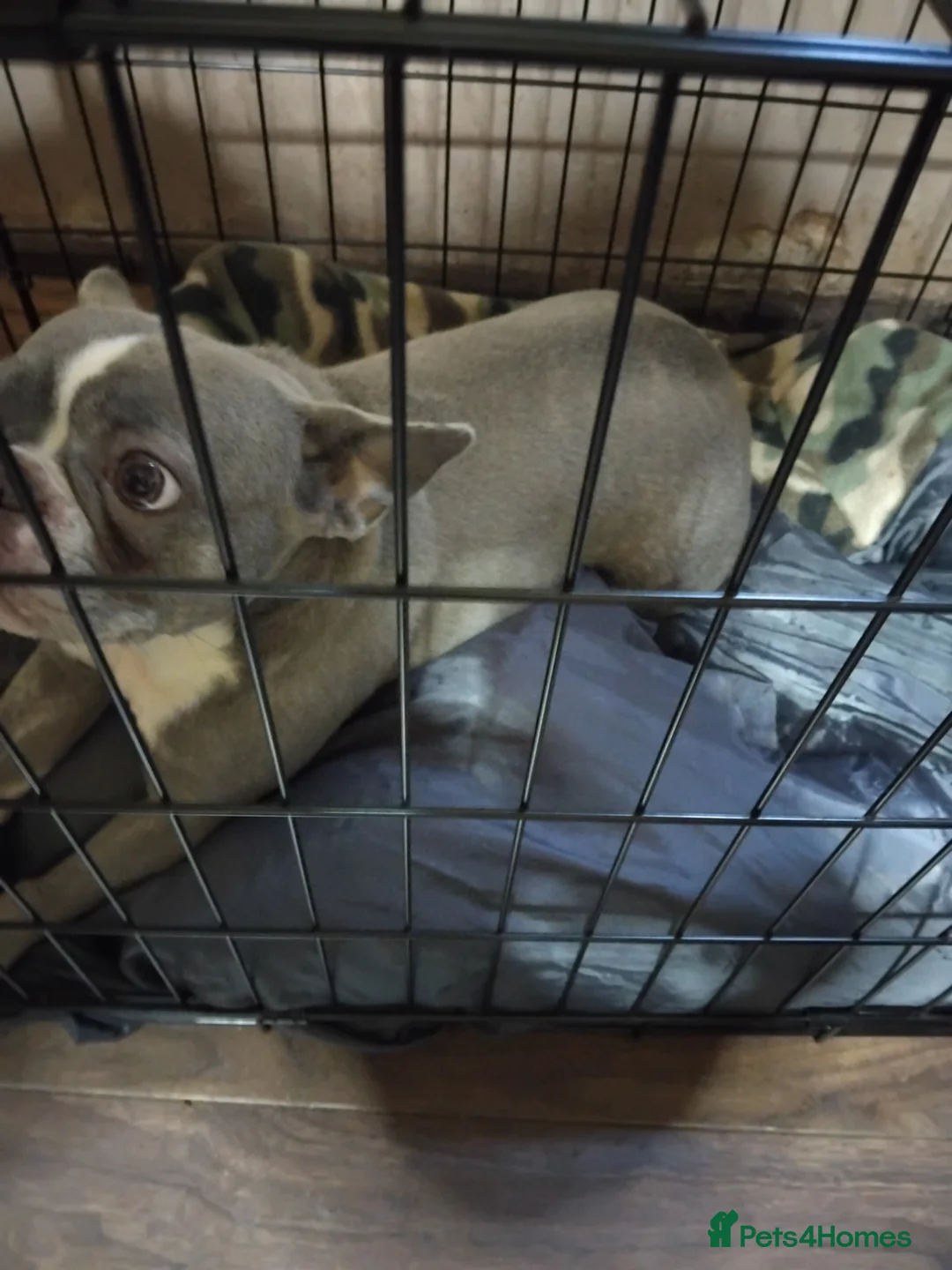 French Bulldog dogs for sale: Beautiful boys - Advert 5