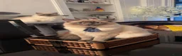 Ragdoll cats for sale: Ragdoll kittens 🐱  in Galston - Advert 2