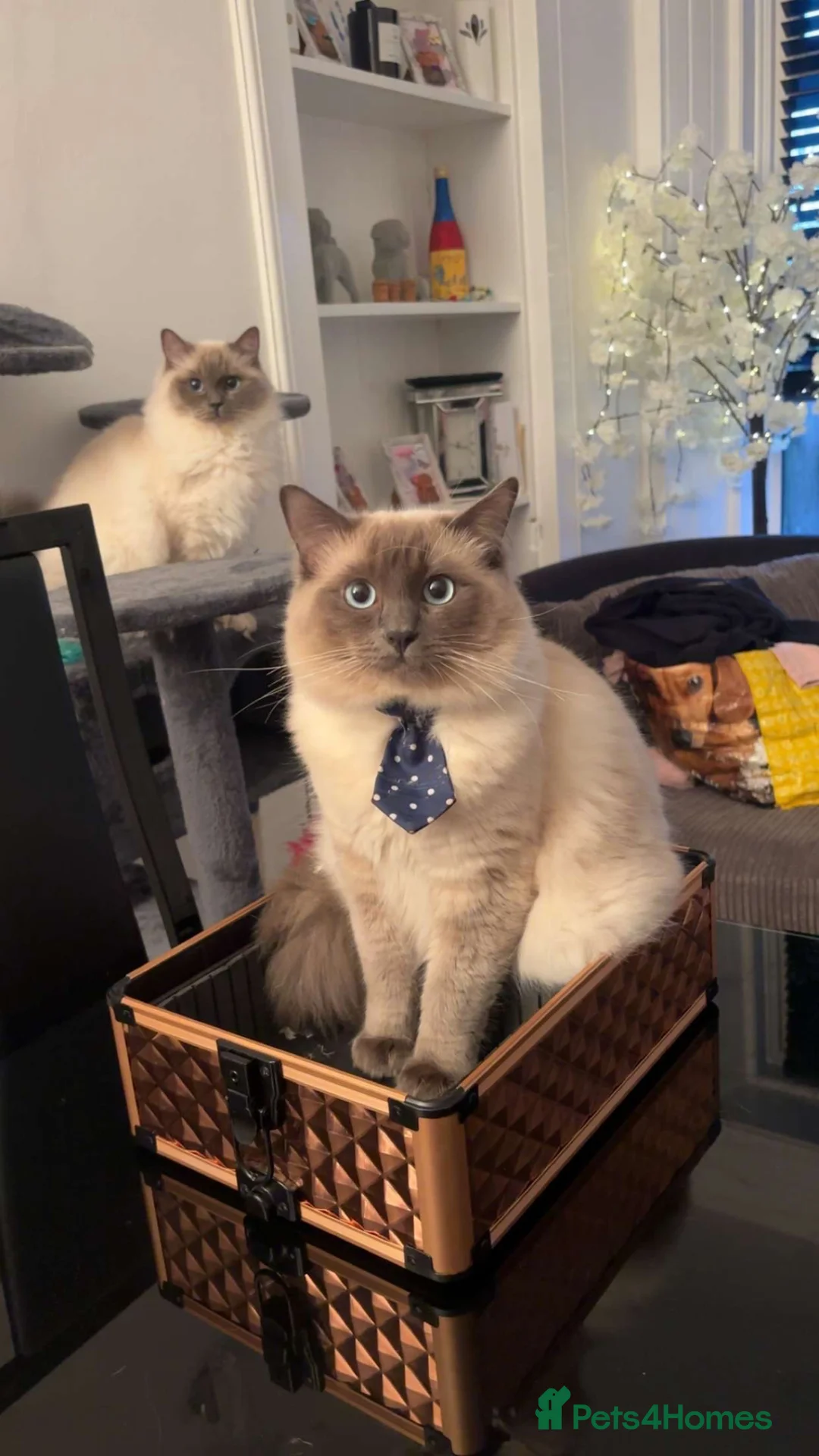 Ragdoll cats for sale: Ragdoll kittens 🐱  in Galston - Advert 2